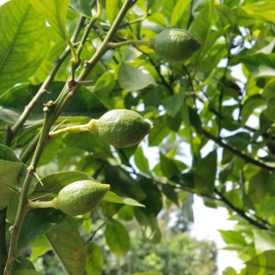 10 Yaş YEDİVEREN Limon Ağacı Saksılı (130 Cm Üzeri)